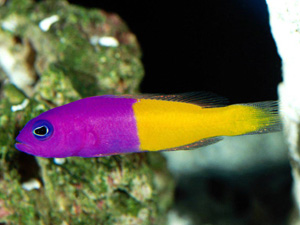 雙色草莓觀賞魚