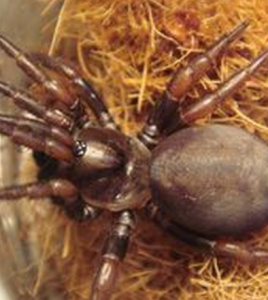 里氏盤腹蛛 里氏盤腹蛛