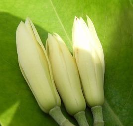 五樹六花 五樹六花