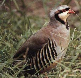 火雞繁殖技術 火雞繁殖技術