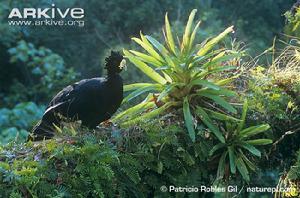 大鳳冠雉 大鳳冠雉