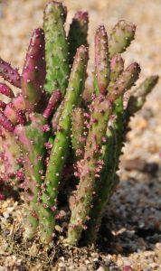 單刺仙人掌 單刺仙人掌