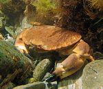 可食的黃道蟹(Cancer pagurus)。