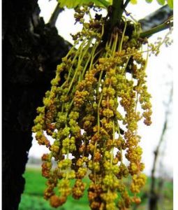 毛葉槲櫟 毛葉槲櫟