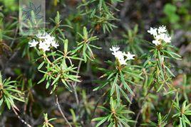 細葉杜香 細葉杜香