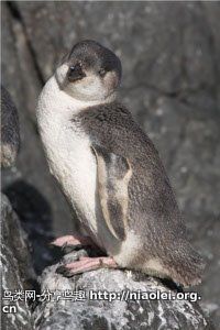 小白鰭企鵝 小白鰭企鵝