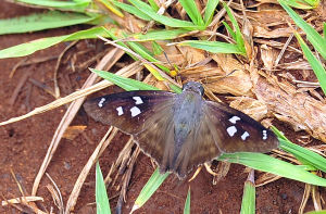 銀斑弄蝶 銀斑弄蝶