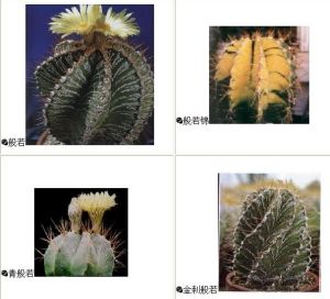 （圖）仙人掌屬