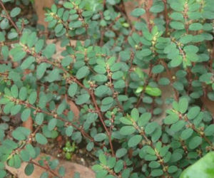 《地錦草》 《地錦草》