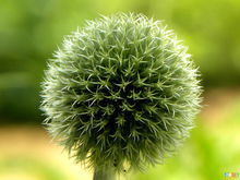 翼莖刺頭菊 翼莖刺頭菊