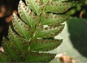 縮羽複葉耳蕨 縮羽複葉耳蕨