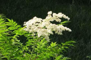 光葉珍珠花 光葉珍珠花