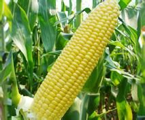 京科甜189 京科甜189