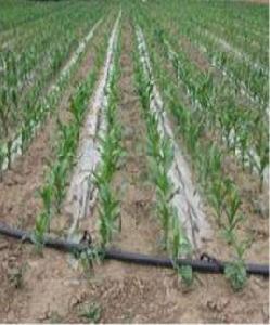 膜下滴灌 膜下滴灌