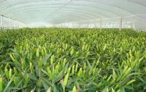 皇田現代農業觀光園 皇田現代農業觀光園