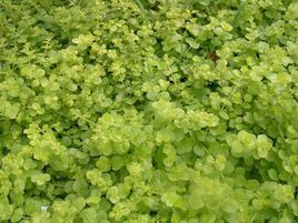 三角葉過路黃 三角葉過路黃