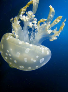 巴布亞硝水母 巴布亞硝水母