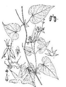 四川鵝絨藤（原變種）