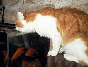 對於新來貓咪的管理 對於新來貓咪的管理