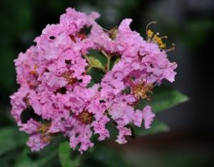 乾屈菜科 乾屈菜科