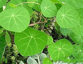 大花地不容 大花地不容