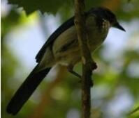 西叢鴉內華達亞種 西叢鴉內華達亞種