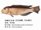 斑鰭方頭魚
