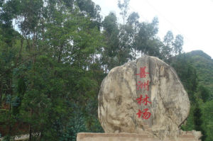 善洲林場 善洲林場