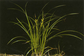 點囊苔草 點囊苔草