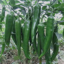 鐵椒3號 鐵椒3號