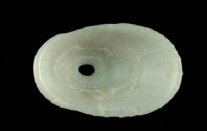 黑斑透孔螺 黑斑透孔螺