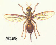 （圖）蘋果實蠅