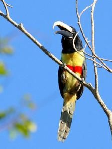 黑頸簇舌巨嘴鳥 黑頸簇舌巨嘴鳥