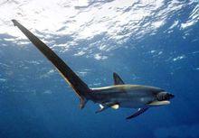 深海長尾鯊