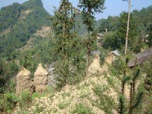 白菜田自然村 白菜田自然村