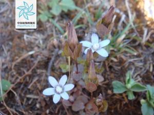 尾尖毛喉龍膽 尾尖毛喉龍膽