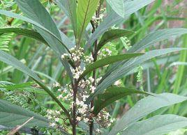 尖尾風根 尖尾風根