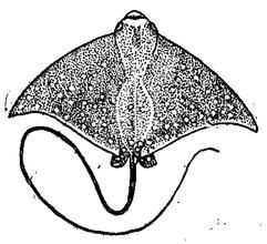 鷹狀無刺鱝 鷹狀無刺鱝