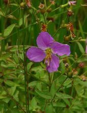 西印度鹿草 西印度鹿草