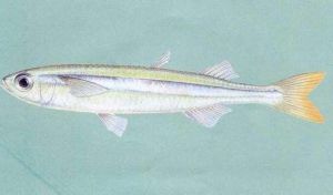 浪花銀漢魚 浪花銀漢魚