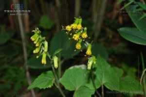 大理蟹甲草 大理蟹甲草