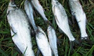 長湖刁子魚 長湖刁子魚