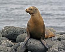 加拉帕戈斯海獅