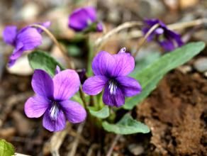圓萼紫堇