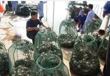 鄱陽湖螃蟹節 鄱陽湖螃蟹節