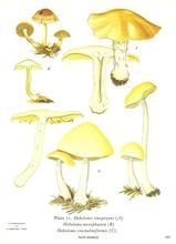 芥味滑銹傘 芥味滑銹傘