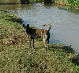 中華虎斑犬 中華虎斑犬