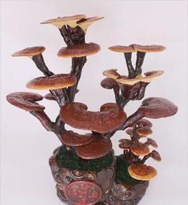 冠縣靈芝產業聯合會 冠縣靈芝產業聯合會