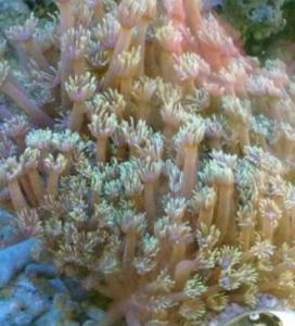 特種珊瑚
