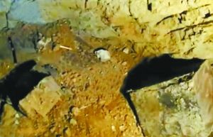 被炸出得“黃腸題湊”木料